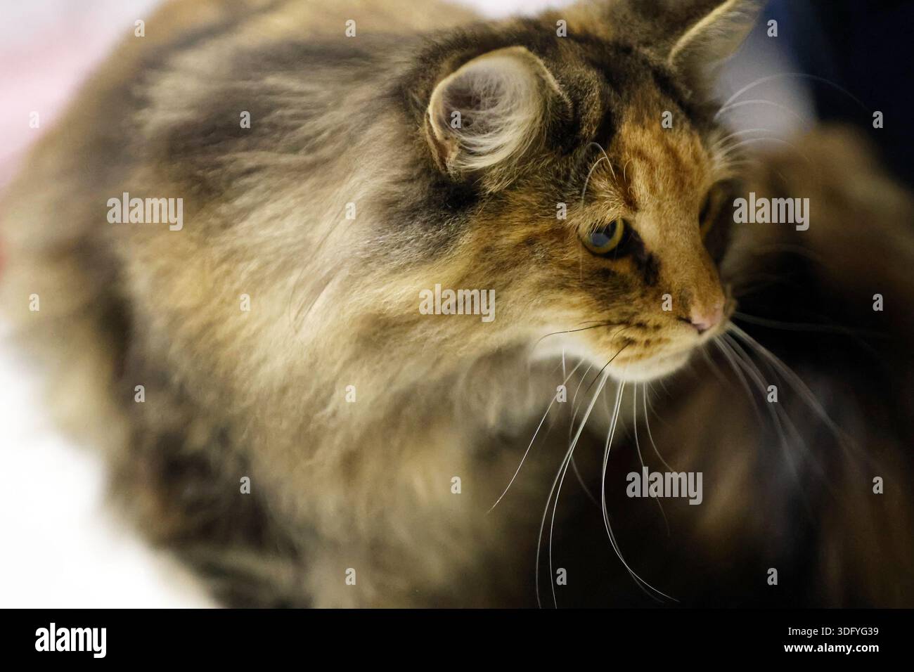 Majestueux chat Tabby aux cheveux longs avec un regard intense Banque D'Images