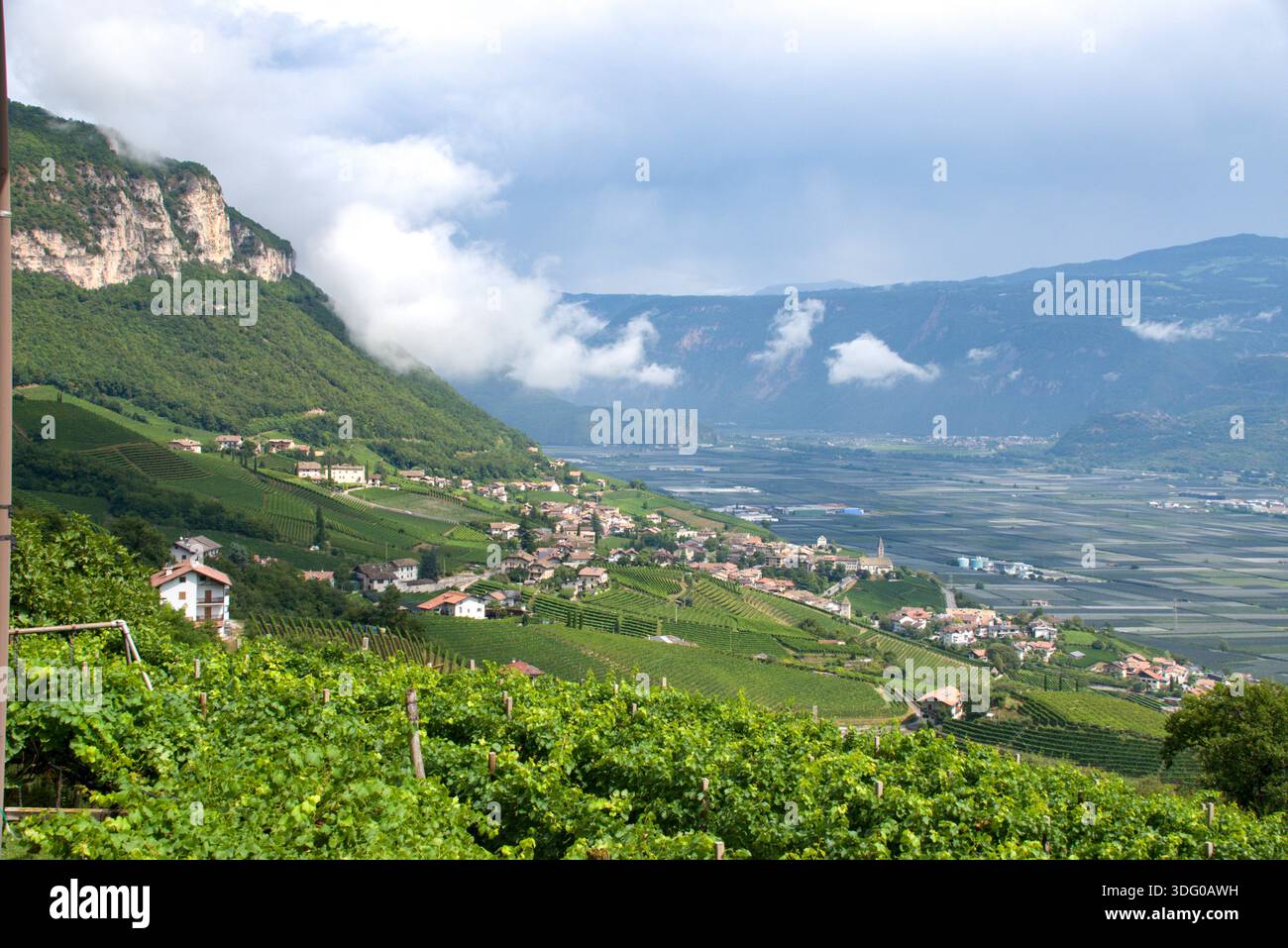 Paysage du Trentin en Italie, vignobles Banque D'Images