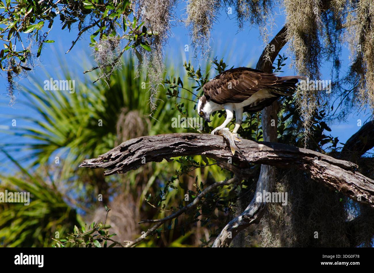La consommation de poisson d'Osprey Banque D'Images