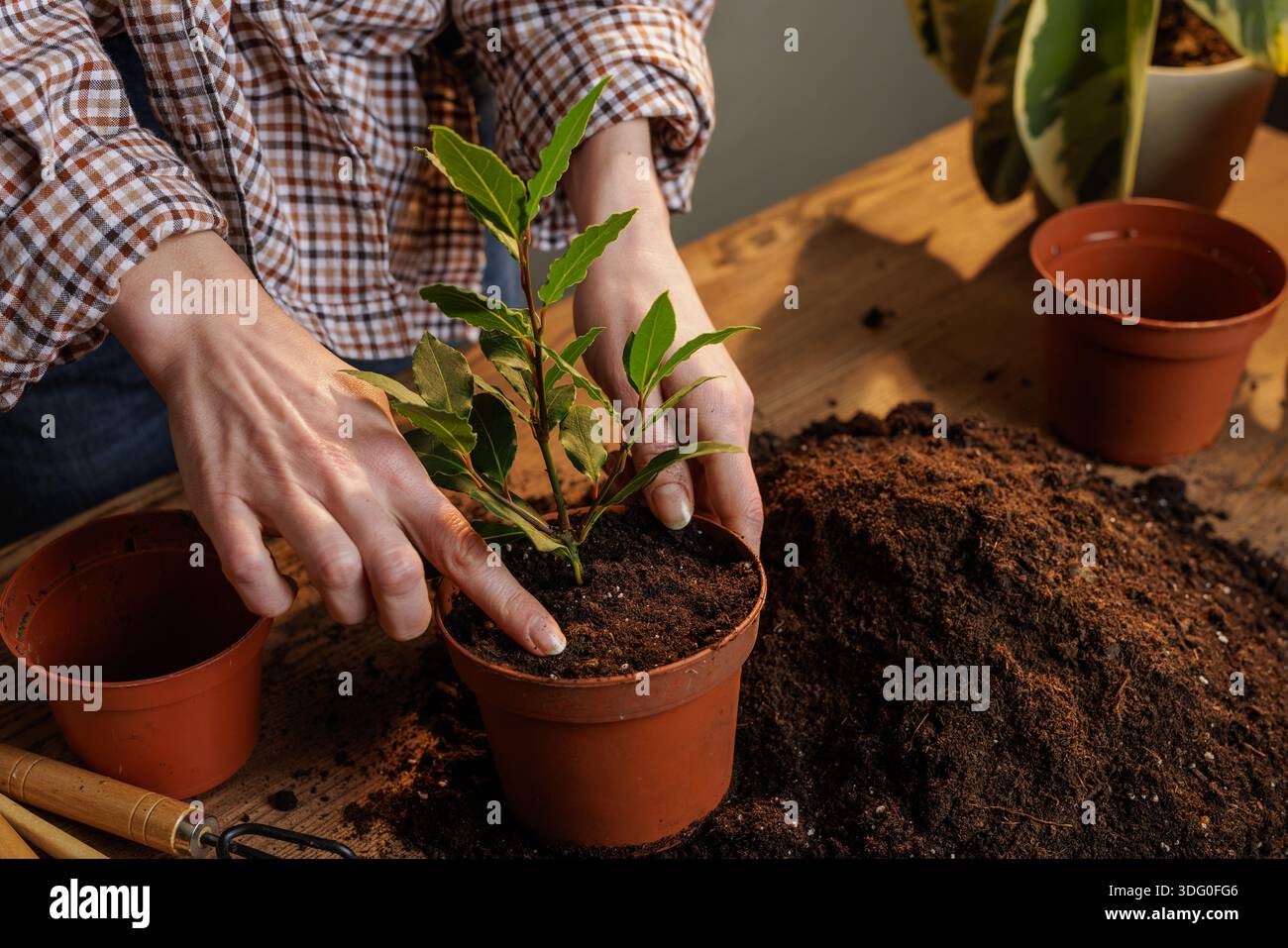 la fille prend soin des plantes d'intérieur, replante des feuilles de laurier, Banque D'Images