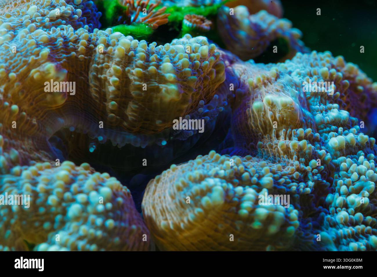 Plan macro de polypes coralliens charnus aux textures complexes et aux teintes bioluminescentes dans un écosystème récif sous-marin. Banque D'Images