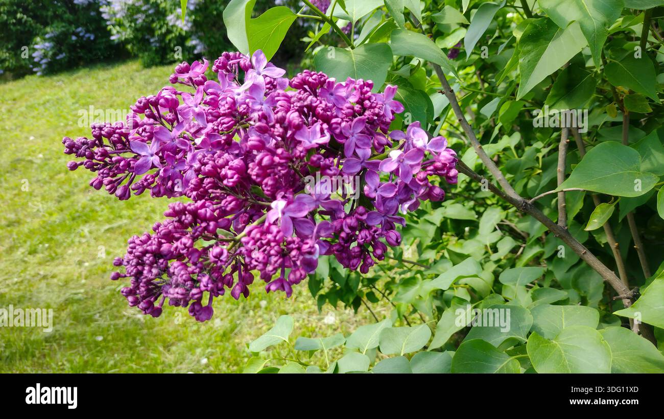 Une fleur de lilas avec une tige verte. La fleur pousse dans le jardin. Banque D'Images