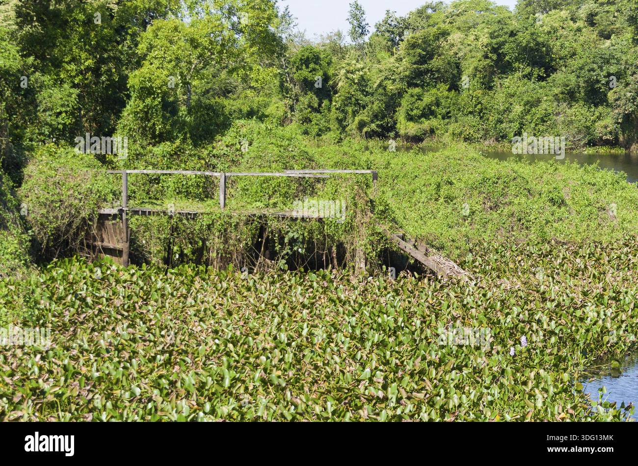 Belle image de la zone humide brésilienne, région riche en faune et flore Banque D'Images