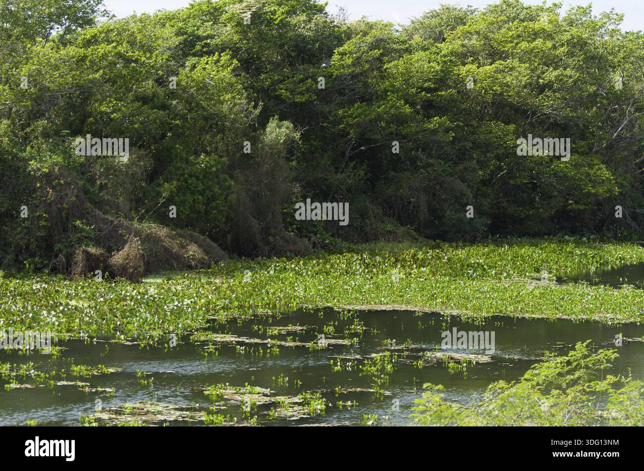 Belle image de la zone humide brésilienne, région riche en faune et flore Banque D'Images