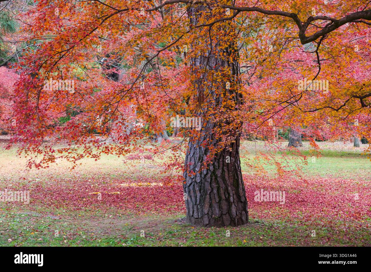 Le jardin national Kyoto Gyoen met en valeur la beauté du feuillage d'automne au Japon. Un érable saisissant, avec son écorce profondément texturée, se tient comme un foyer p Banque D'Images