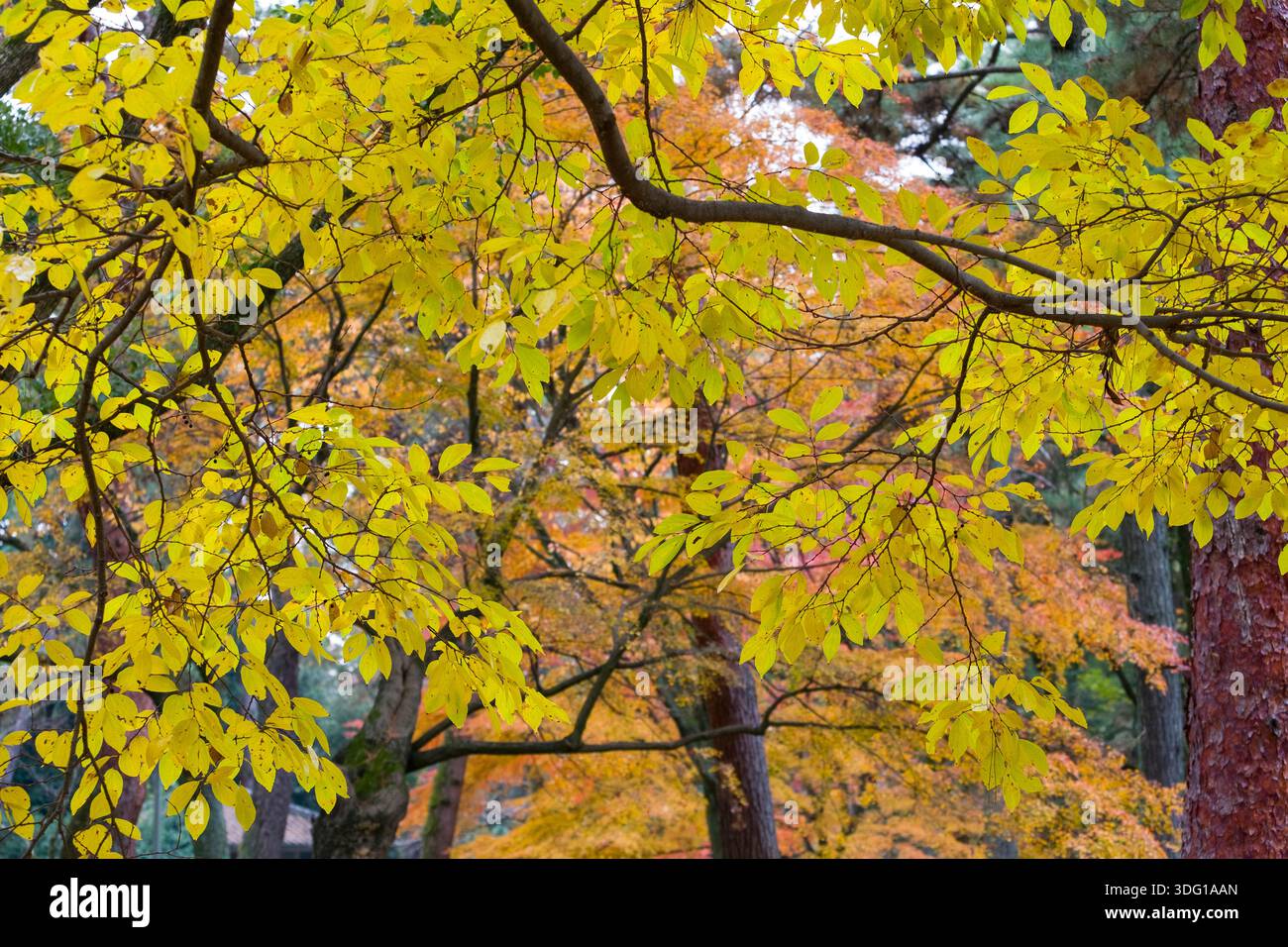 Le jardin national de Kyoto Gyoen met en valeur la beauté du feuillage d'automne, avec des feuilles jaunes et oranges vibrantes créant une magnifique canopée. Le jardin, a fo Banque D'Images