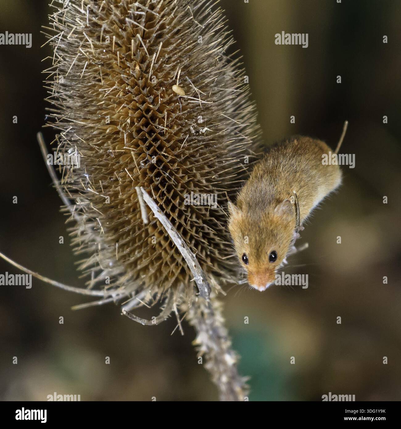 Harvest Mouse (Micromys minutus) Berkshire UK Banque D'Images