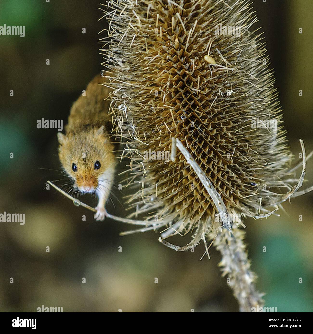 Harvest Mouse (Micromys minutus) Berkshire UK Banque D'Images