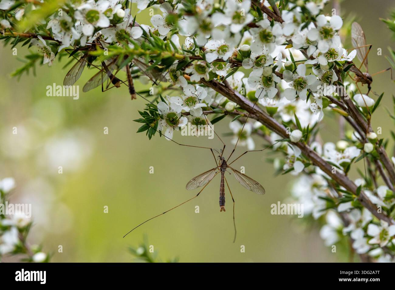 Les mouches grues australiennes se nourrissent de fleurs d'arbre à thé Banque D'Images