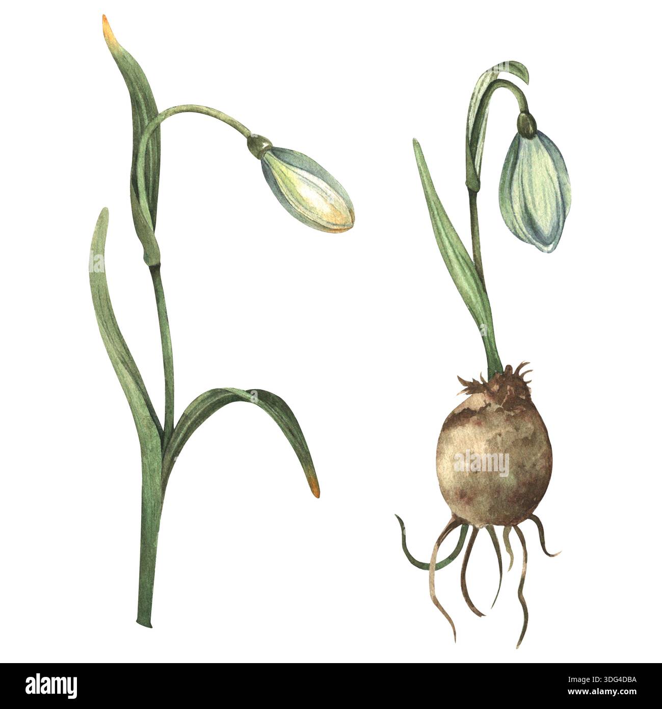 Gouttes de neige, peintes à la main à l'aquarelle. Un germe d'un bulbe. Un bourgeon fermé avec des feuilles. Illustration d'aquarelle botanique. Banque D'Images