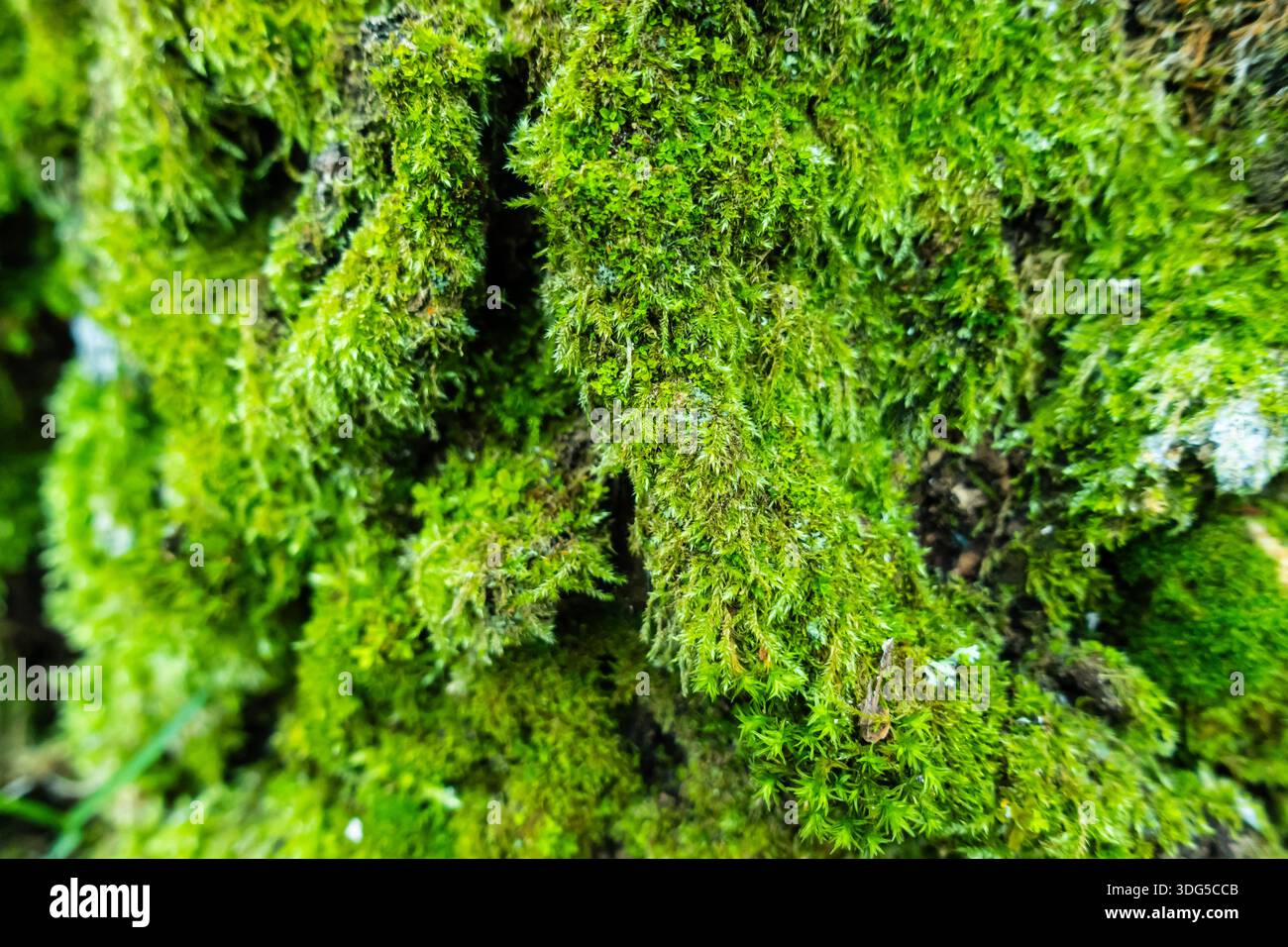 Mousse verte luxuriante poussant sur l'écorce d'arbre dans une forêt, mettant en évidence les textures naturelles et l'écologie des bois Banque D'Images