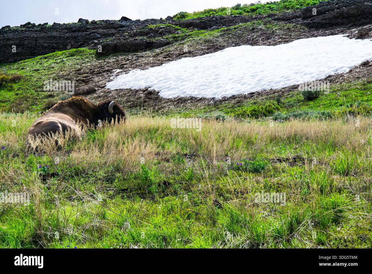 Bison reposant sur l'herbe verte au printemps à Yellowstone Banque D'Images