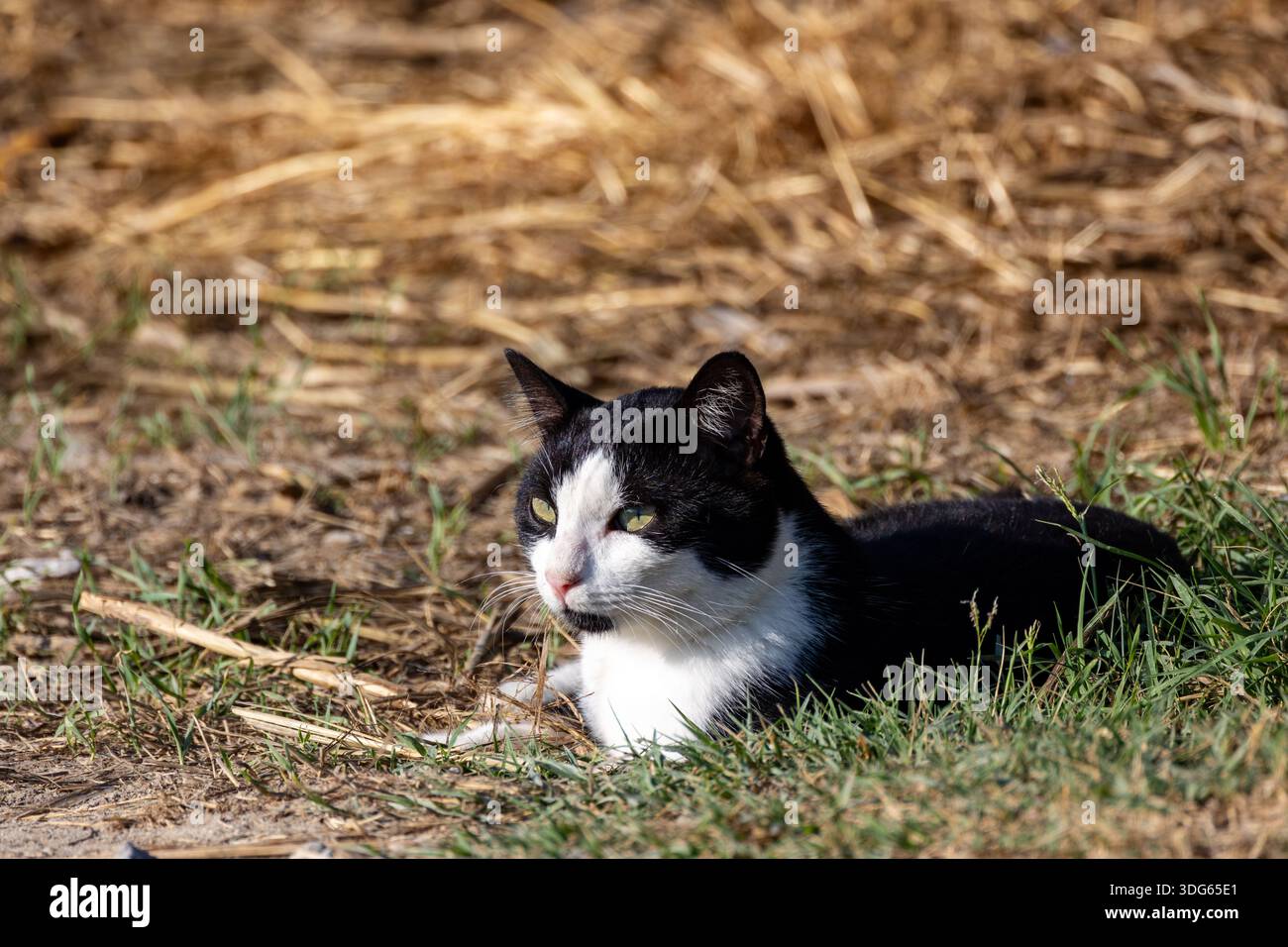 Cat s'est concentré intentionnellement au niveau du sol Banque D'Images