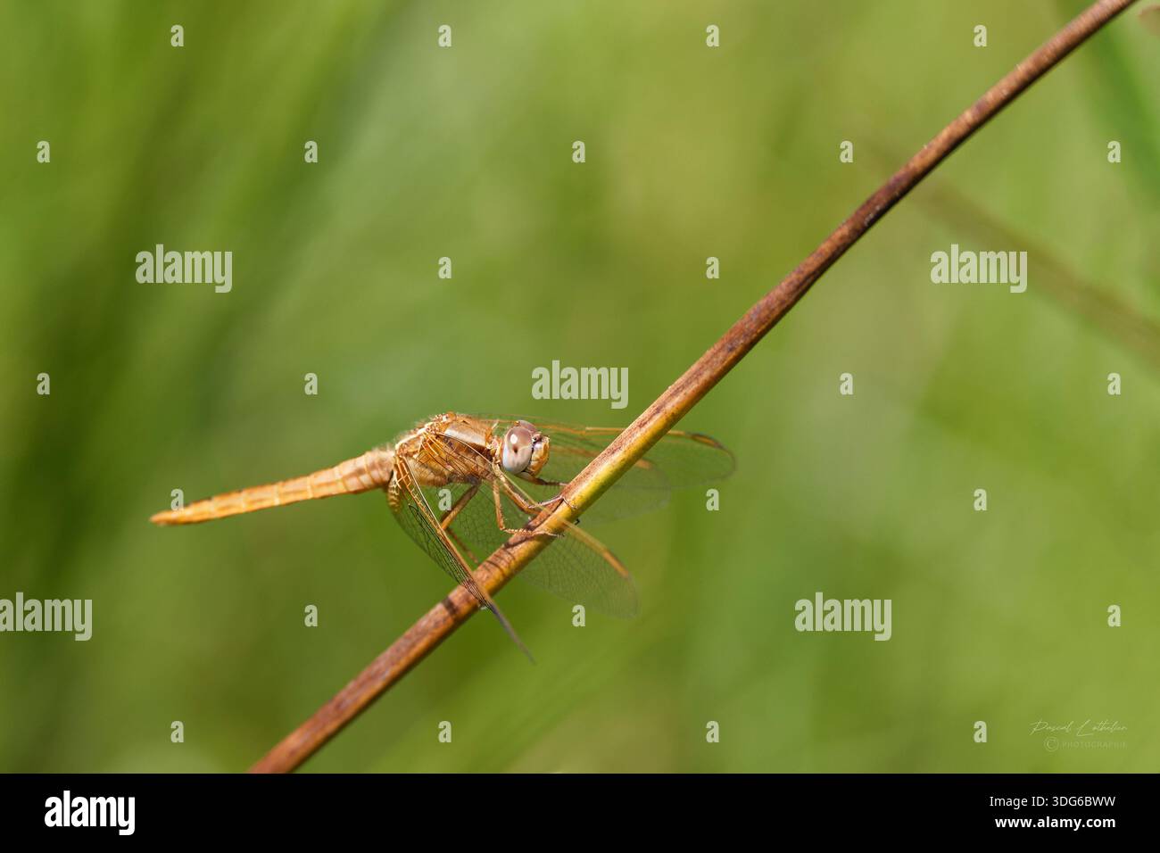 Photographie macro d'une femelle libellule écarlate (Crocothemis erythraea) reposant sur une brindille diagonale sur un fond vert luxuriant. Vue détaillée de th Banque D'Images