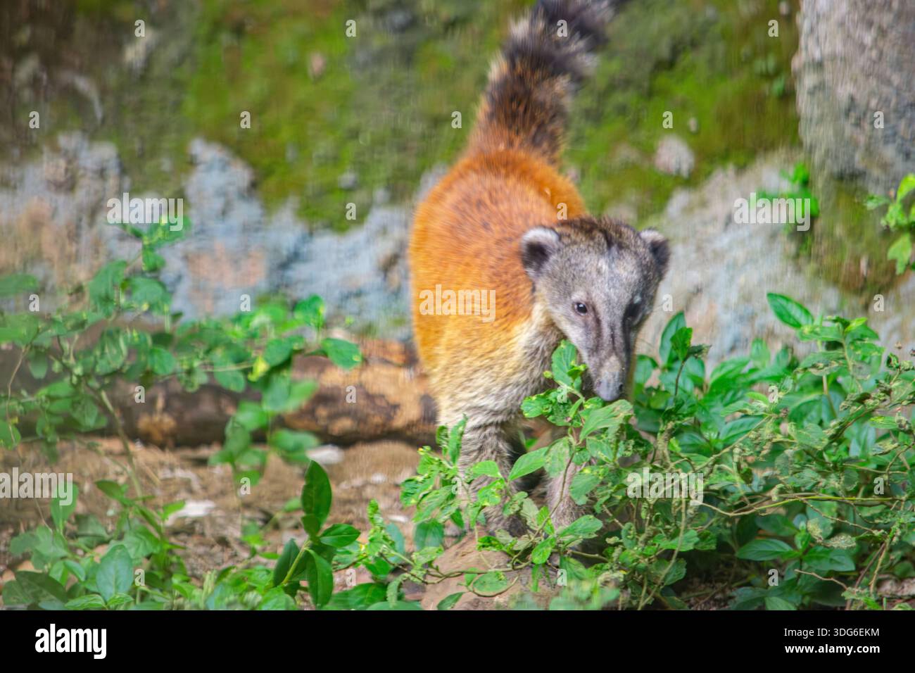 Un curieux coati explorant son environnement dans le zoo de Cali, en Colombie, entouré de verdure luxuriante. Banque D'Images
