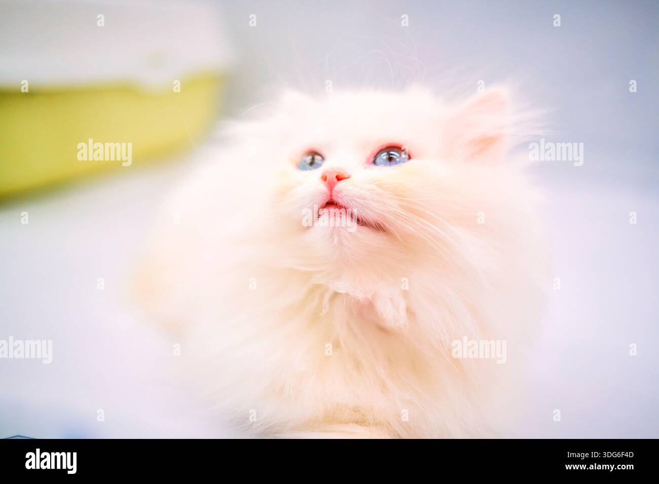 Chat persan blanc moelleux avec les yeux bleus regardant vers le haut sur un fond doux dans une vitrine. Guangzhou, Guangdong, Chine Banque D'Images