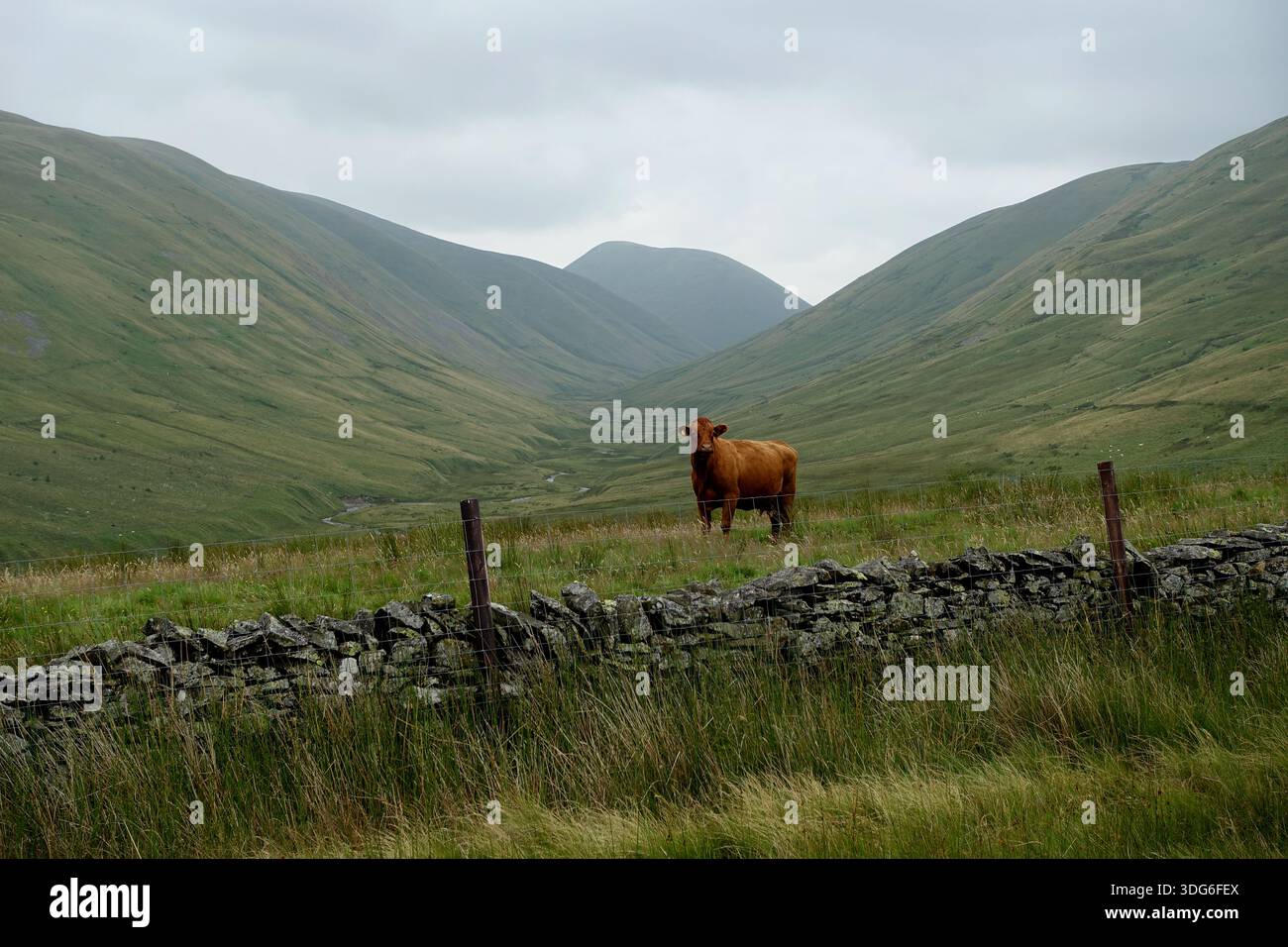 Une vache Limousin britannique brune et musclée (Limousine) dans un champ près de Bowderdale, Howgills, Yorkshire Dales National Park, Angleterre, Royaume-Uni. Banque D'Images