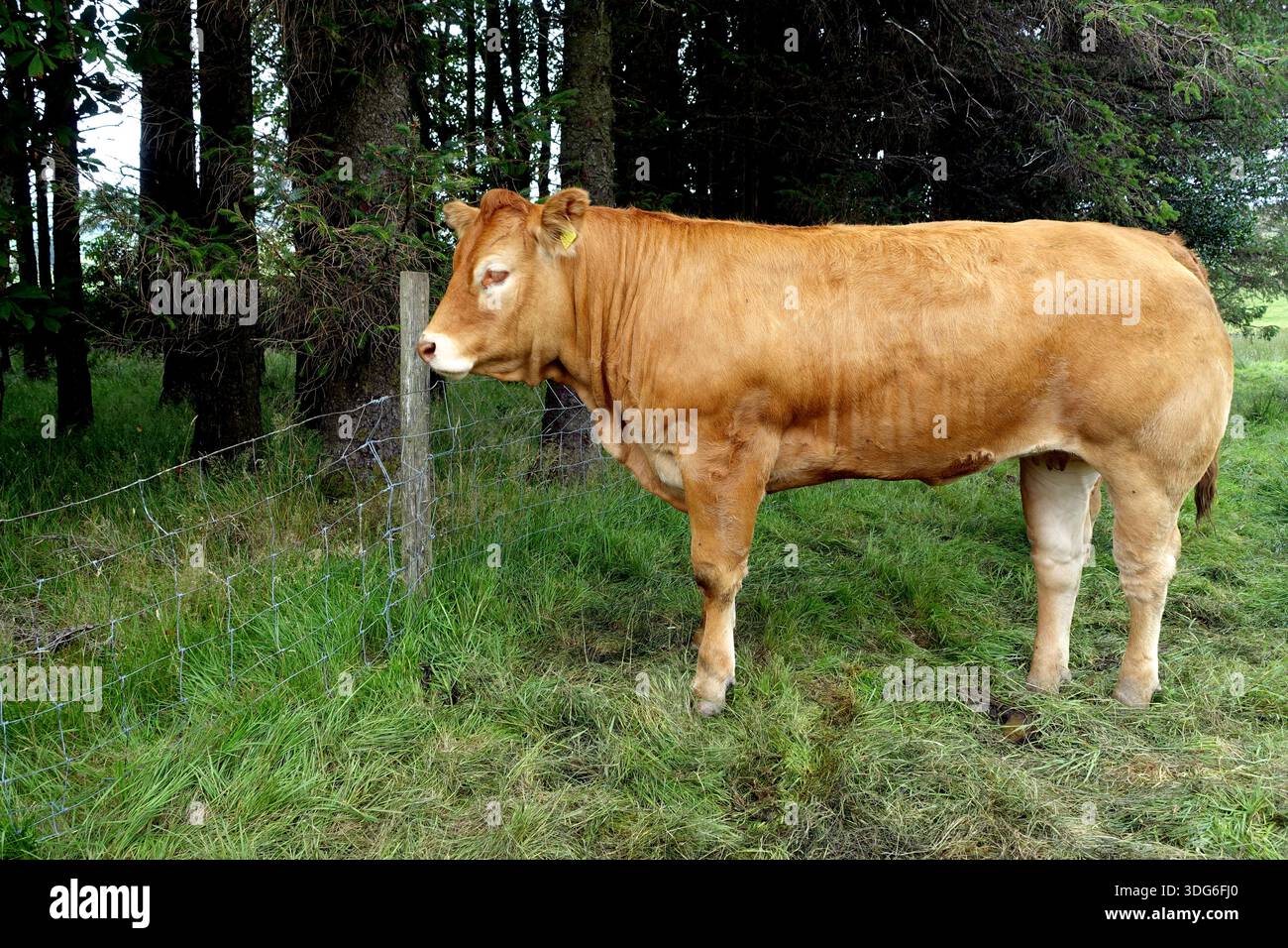 Une vache Limousin britannique brune et musclée (Limousine) dans un champ près de Bowderdale, Howgills, Yorkshire Dales National Park, Angleterre, Royaume-Uni. Banque D'Images