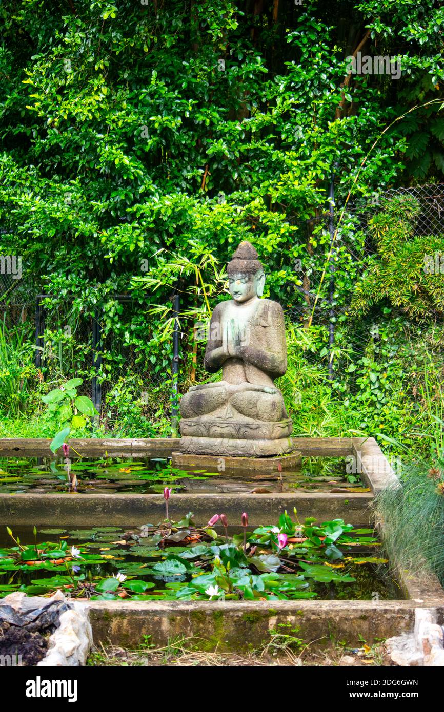 Zoológico de Cali, Cali, Valle del Cauca, Colombie - 23 novembre 2026 - Une statue de Bouddha sereine se trouve au milieu d'une végétation luxuriante et de nénuphars, offrant une scène tranquille. Banque D'Images