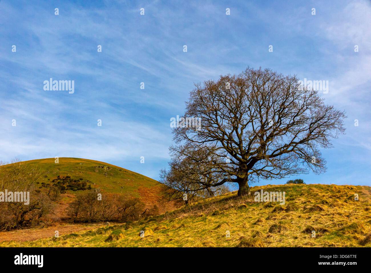 Paysage avec arbre au début du printemps à Ragleth Hill près de Church Stretton dans les Shropshire Hills Angleterre Royaume-Uni. Banque D'Images