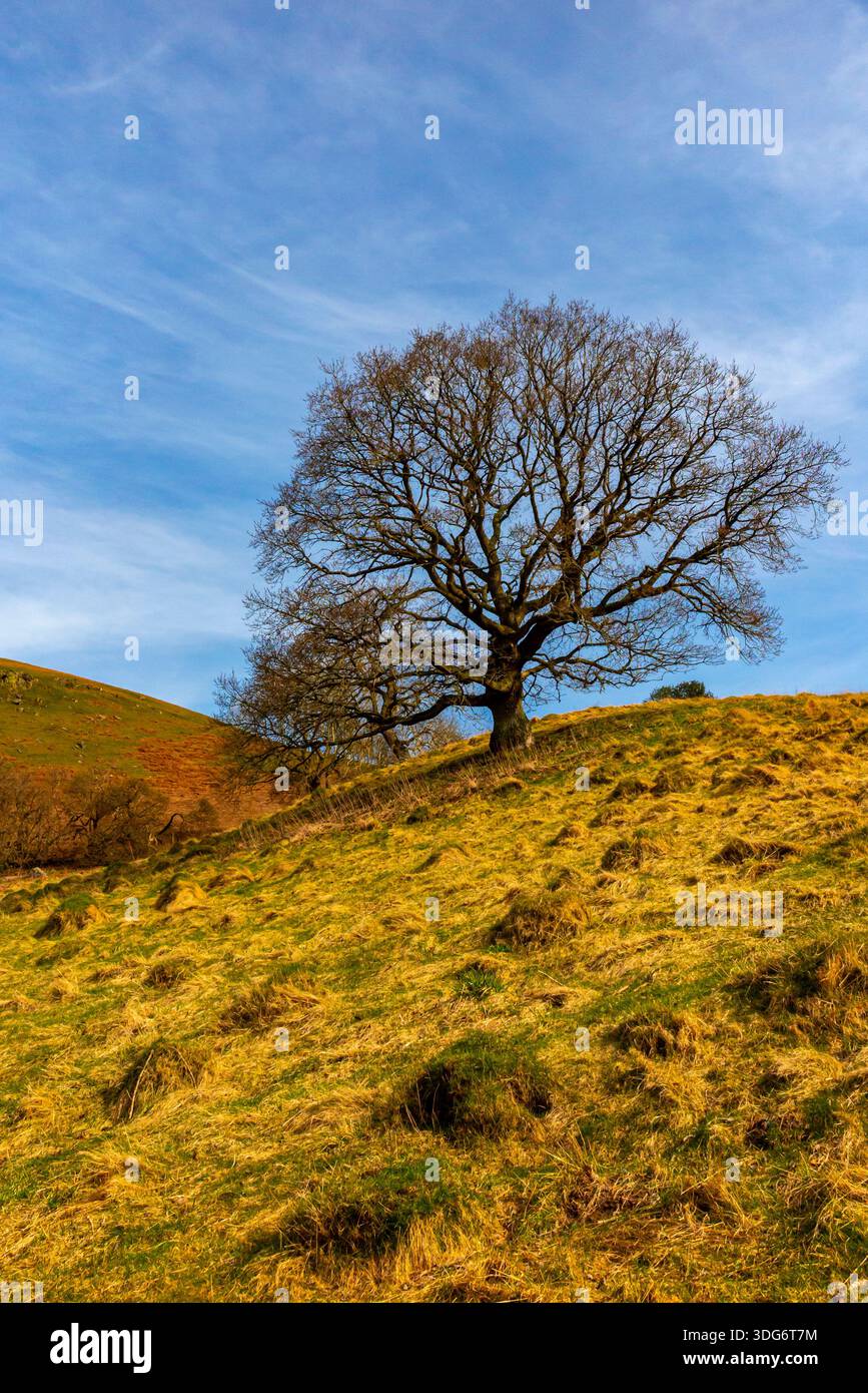 Paysage avec arbre au début du printemps à Ragleth Hill près de Church Stretton dans les Shropshire Hills Angleterre Royaume-Uni. Banque D'Images