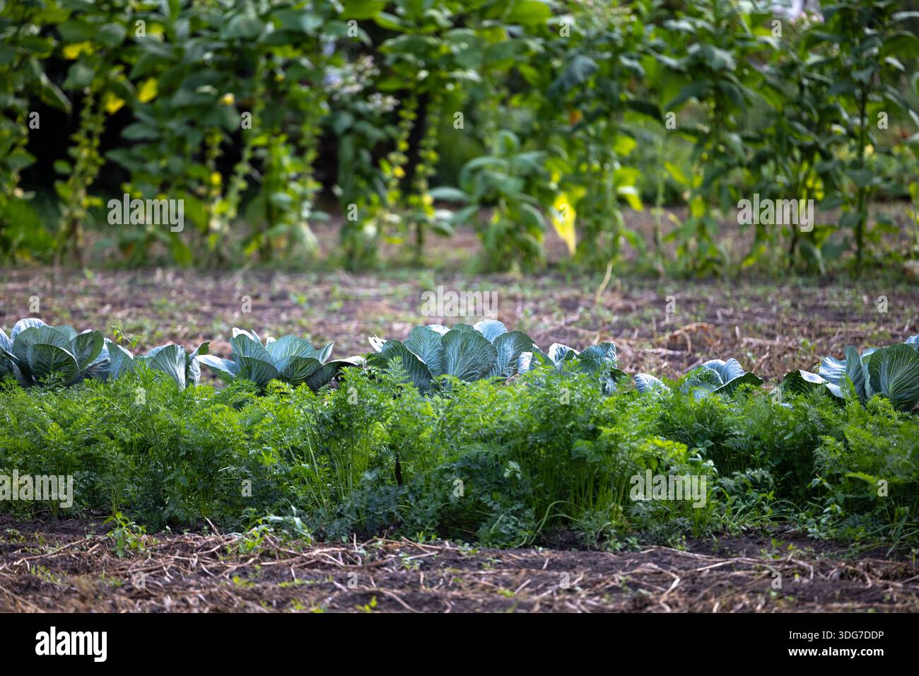 Rangées agricoles de chou et de carotte dans le champ de jardin. Plantes de légumes biologiques poussant sur des terres agricoles dans la campagne rurale. Concept de pro alimentaire locale Banque D'Images