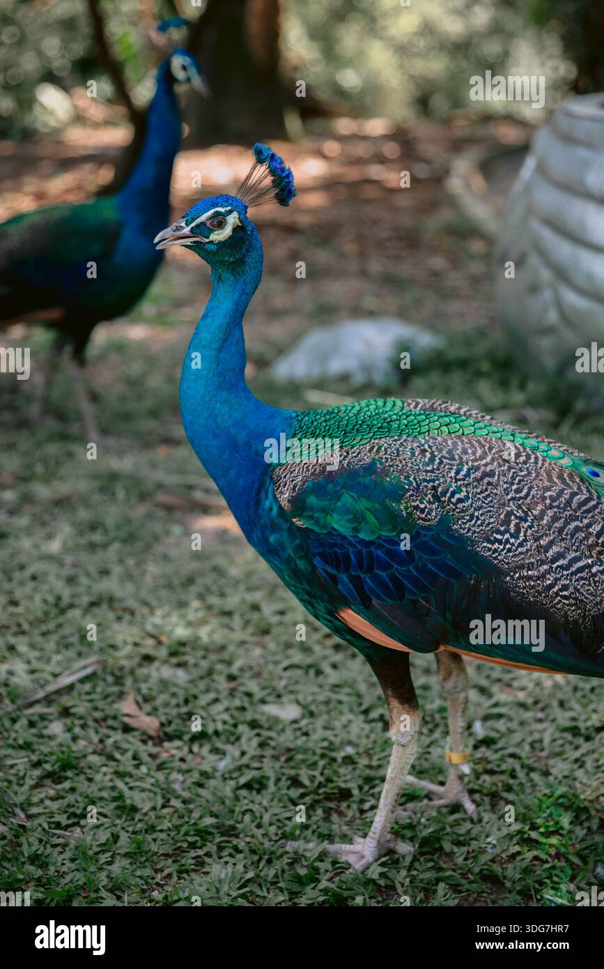 La perle indienne ou Pavo cristatus, également connue sous le nom de perruque commune ou perruque bleue. Banque D'Images