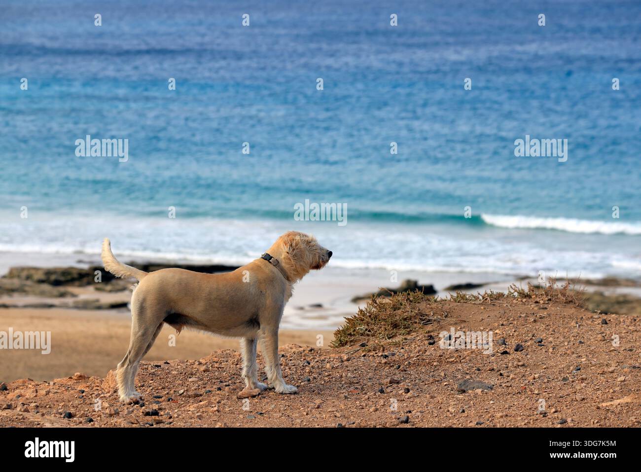 Un chien maculé debout seul sur une falaise regardant vers la mer. Fuerteventura, Îles Canaries, Espagne Banque D'Images