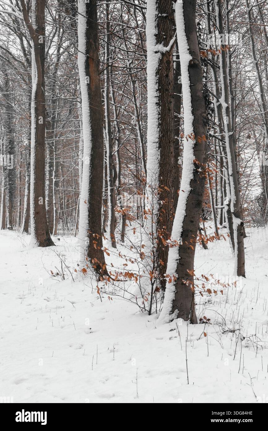 Une forêt enneigée avec des arbres légèrement recouverts de neige. Banque D'Images