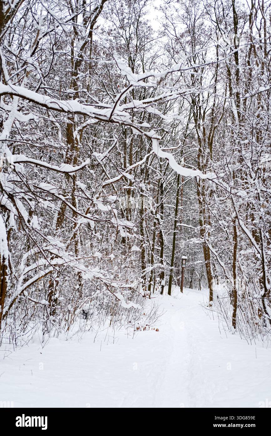 Vue verticale de bois enneigé avec branches en surplomb et chemin étroit, réseau dense de brindilles enneigées, neige blanche profonde sur le sol. Banque D'Images