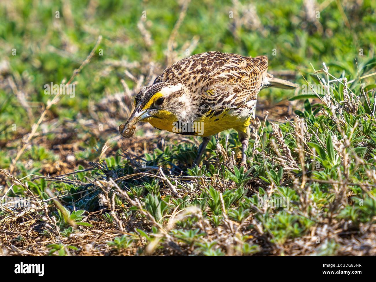 Gros plan d'un oiseau Meadowlark de l'Ouest tenant un larve recourbé dans son bec qu'il a trouvé alors qu'il buvait dans un champ de prairie. Banque D'Images