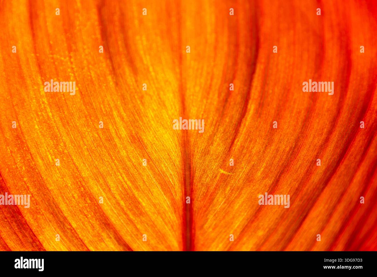 Golden Leaf, jardins botaniques, Auckland, Île du Nord, Nouvelle-Zélande Banque D'Images