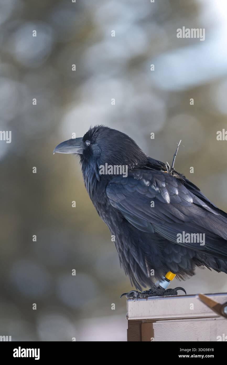 Un corbeau commun sauvage portant un dispositif émetteur gps et est également bandé pour la recherche Banque D'Images
