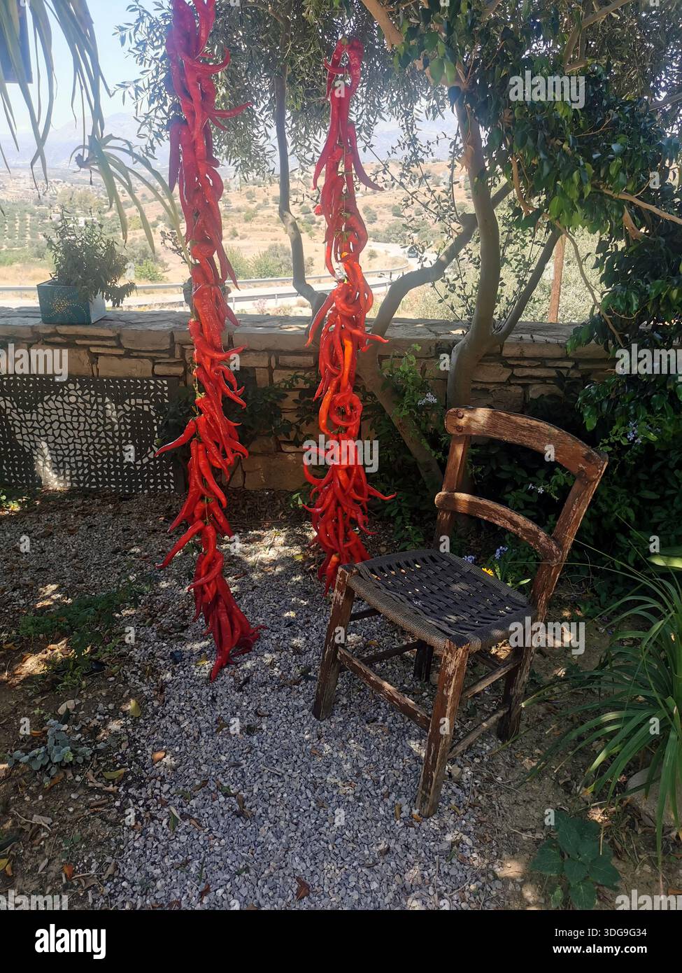 Piments piments suspendus sur un arbre à sécher (Crète, Grèce) Banque D'Images