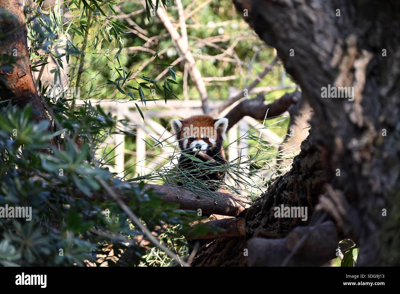 un panda rouge mignon se cache derrière les feuilles de bambou dans le zoo Banque D'Images