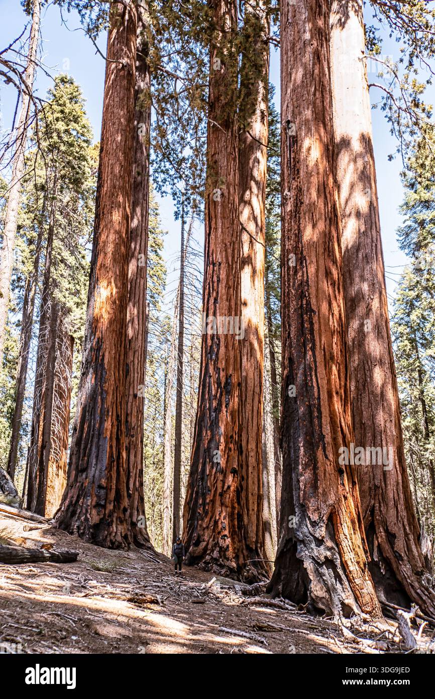 Trois grands arbres avec beaucoup d'écorce dessus. Les arbres sont dans une forêt et le soleil brille sur eux Banque D'Images