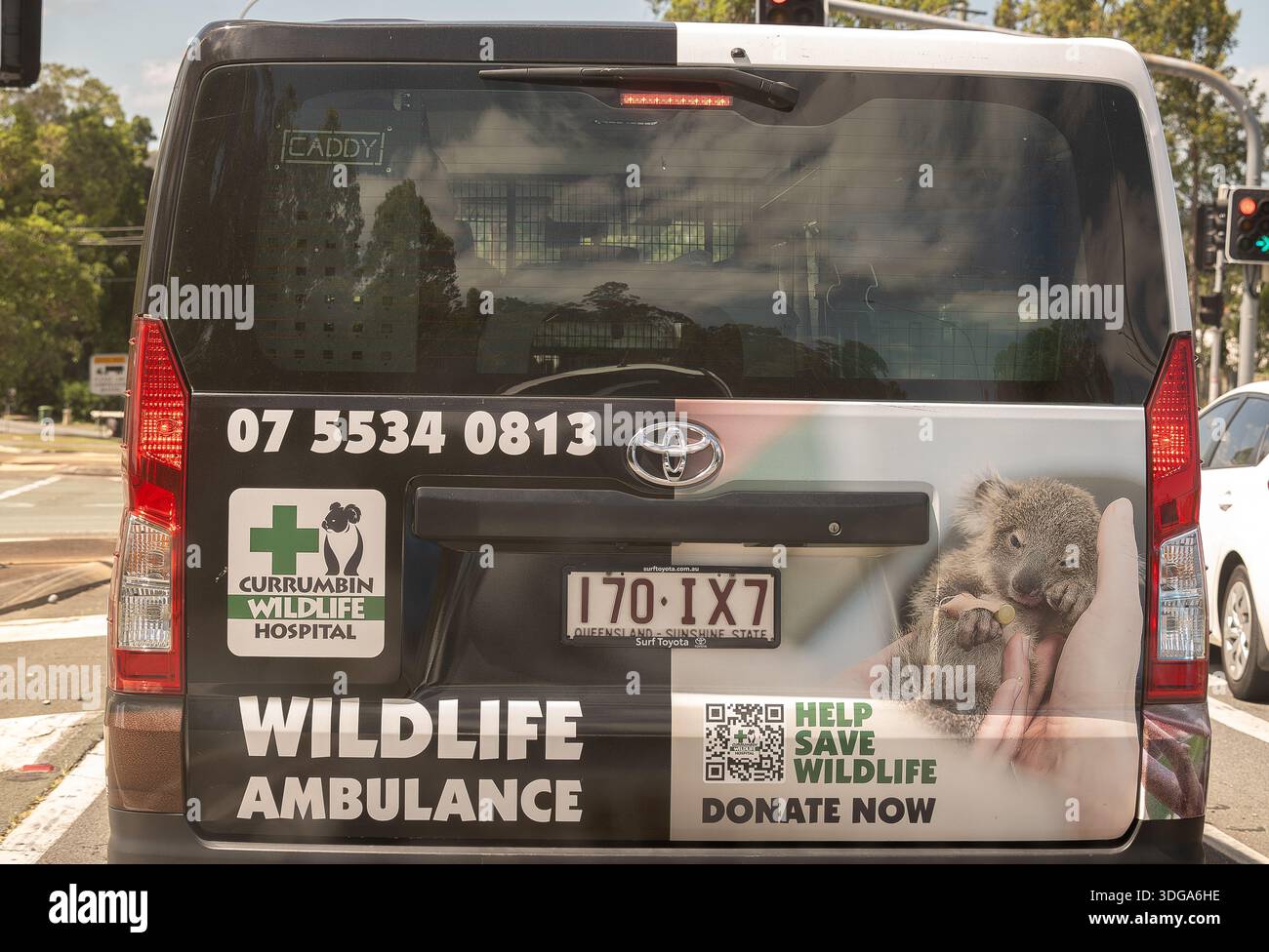 L'ambulance de l'hôpital Currumbin Wildlife Hospital s'est arrêtée aux feux de circulation sur la route de Gold Coast, en Australie. Contient une photo de bébé koala dans la main du soignant Banque D'Images
