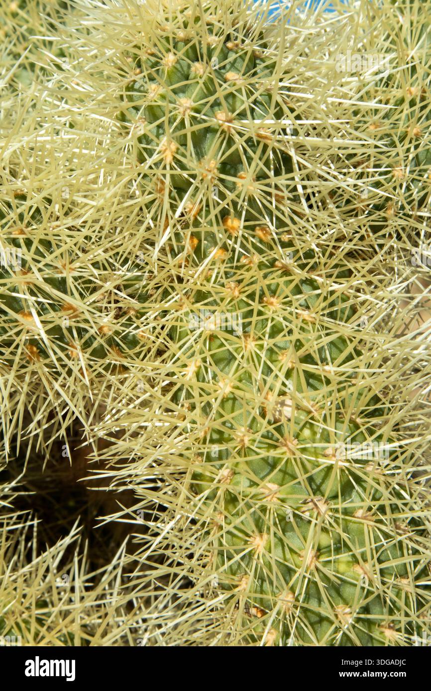 Gros plan extrême des aiguilles de cactus montrant une texture désertique pointue Banque D'Images