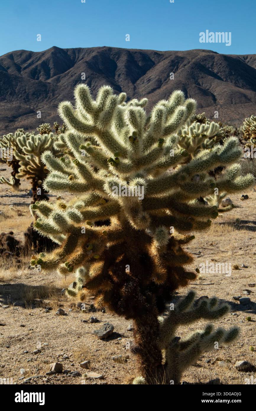 Gros plan du cactus de cholla dans un paysage désertique aride Banque D'Images