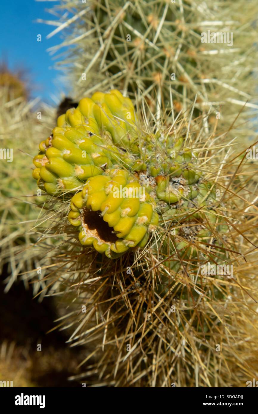 Macro de fruit de cactus avec des épines pointues dans la lumière du soleil du désert Banque D'Images