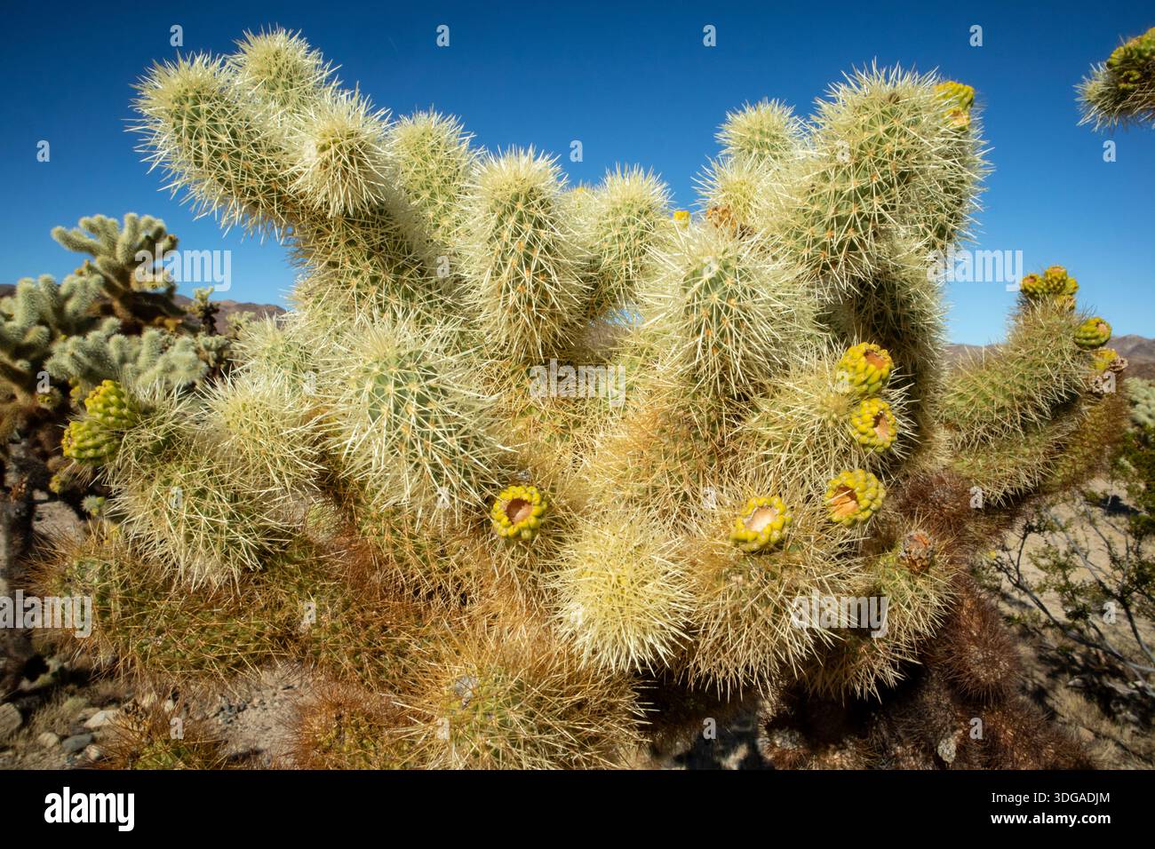 Gros plan de cactus avec des fleurs jaunes dans la lumière du soleil du désert Banque D'Images