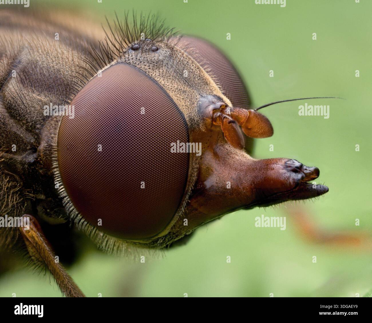 Gros plan sur Snout Nosed hoverfly (Rhingia campestris). Tipperary, Irlande Banque D'Images