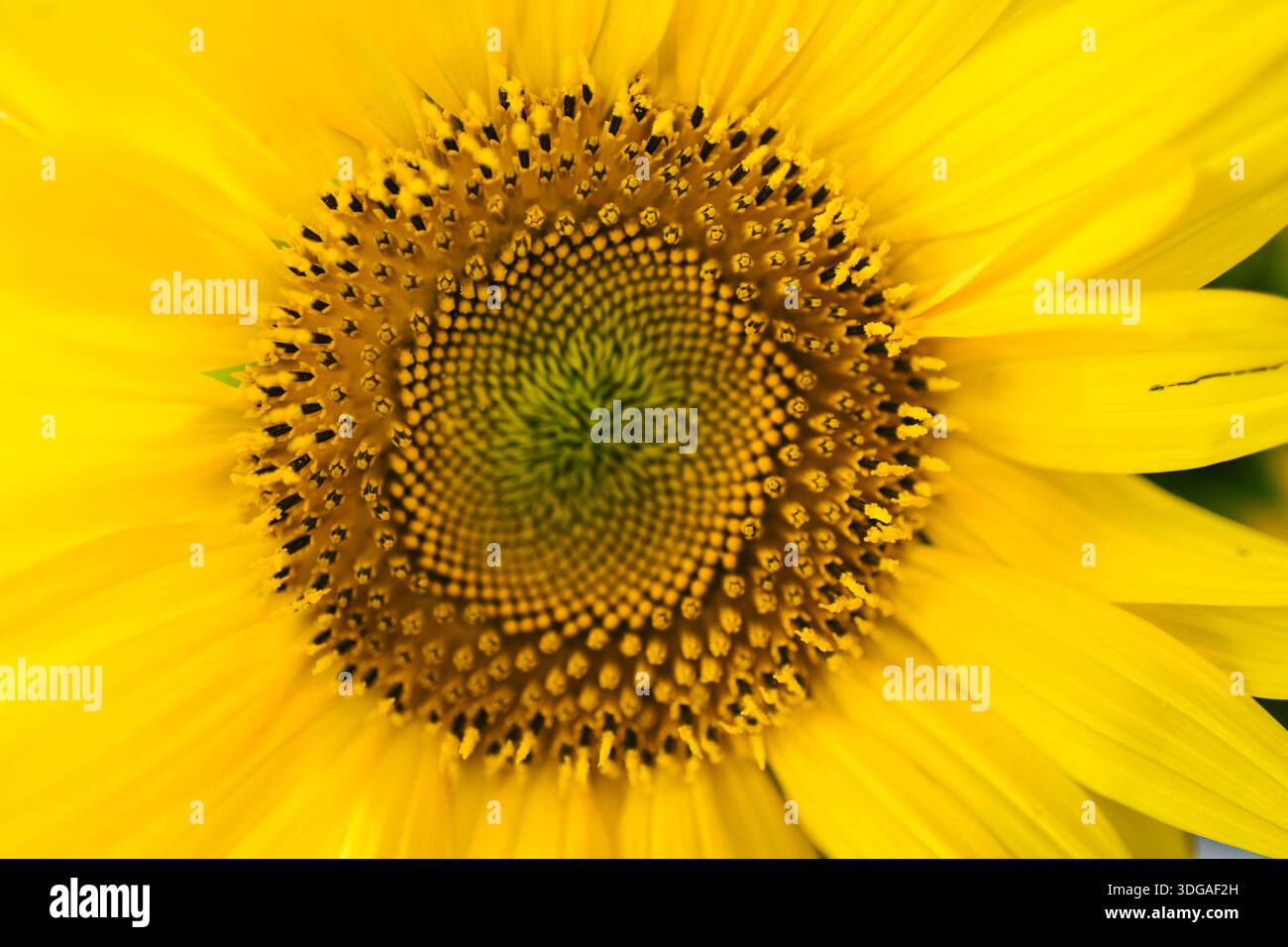 Macro gros plan du centre du tournesol jaune Banque D'Images