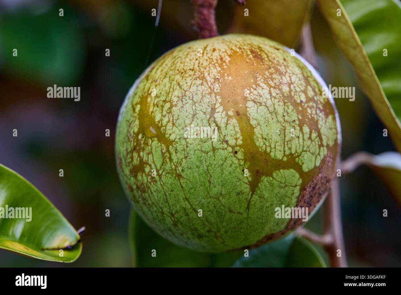 Pomme verte RAW Star suspendue sur l'arbre Banque D'Images