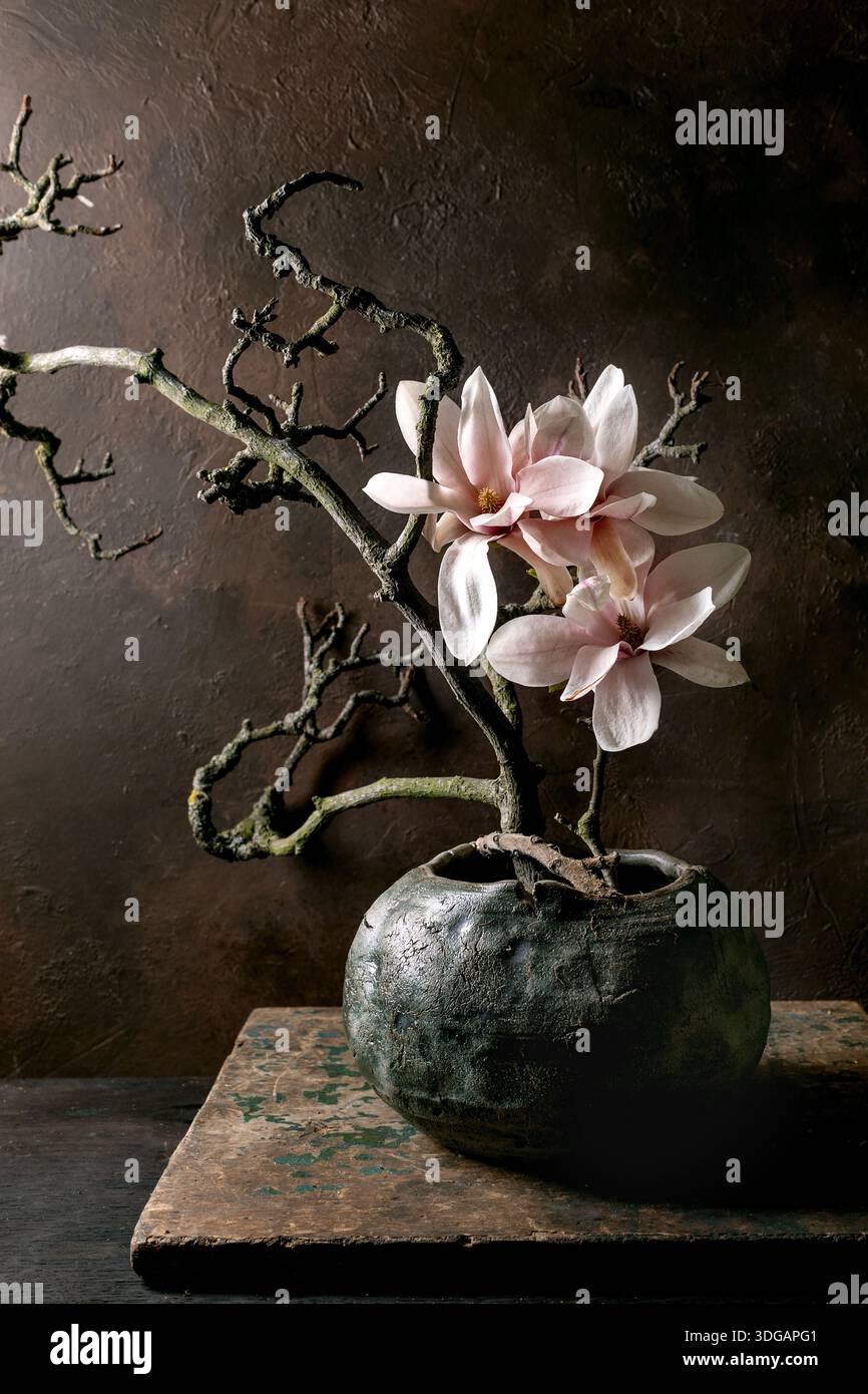 Belles fleurs de magnolia rose fleurissant sur ikebana à branche torsadée arrangée pot en céramique contre mur brun foncé texturé. Style wabisabi minimaliste fl Banque D'Images