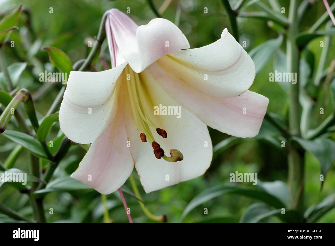 Lilium sargentiae. Sargent's Lily portant des fleurs blanches parfumées en forme d'entonnoir avec des gorges jaunes au milieu de l'été. Lys chinois Banque D'Images