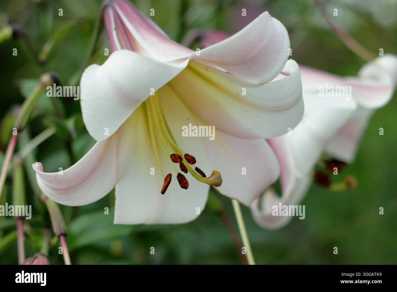 Lilium sargentiae. Sargent's Lily portant des fleurs blanches parfumées en forme d'entonnoir avec des gorges jaunes au milieu de l'été. Lys chinois Banque D'Images
