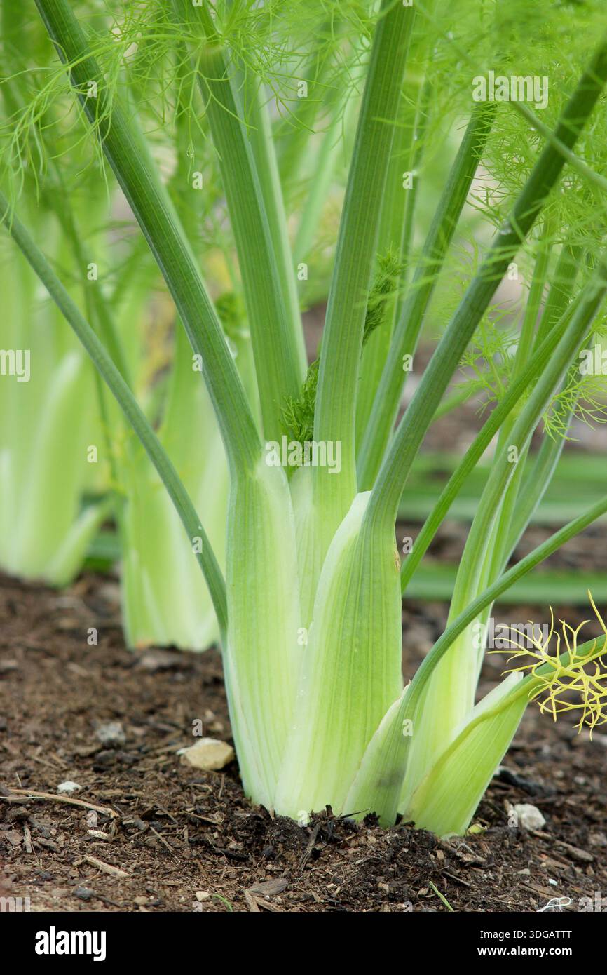 Florence fenouil Zefa fino.Foeniculum vulgare var. Azoricum 'Fino' arrive à maturité, prisé pour ses bulbes à saveur anisée en cuisine. Banque D'Images