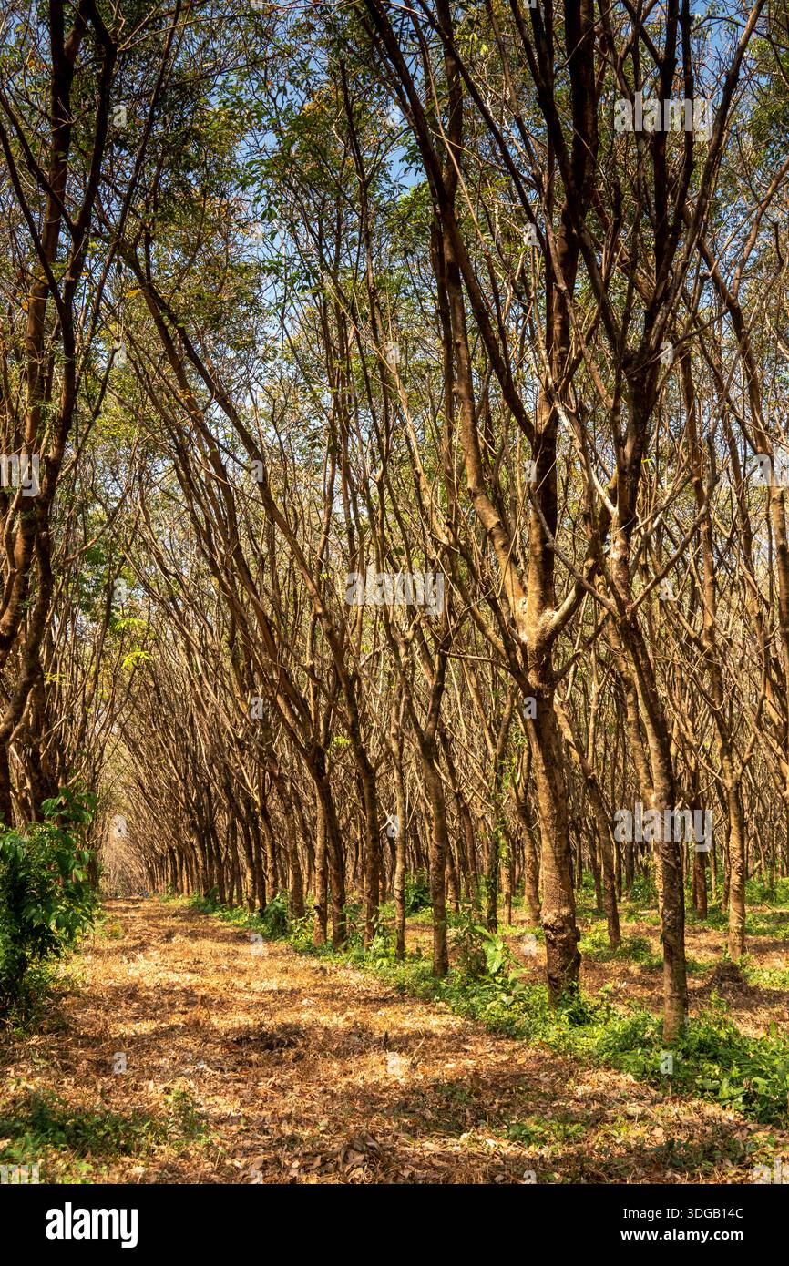 Thaïlande, Koh Mak, lignes d'arbres de plantation de caoutchouc à l'intérieur des terres Banque D'Images