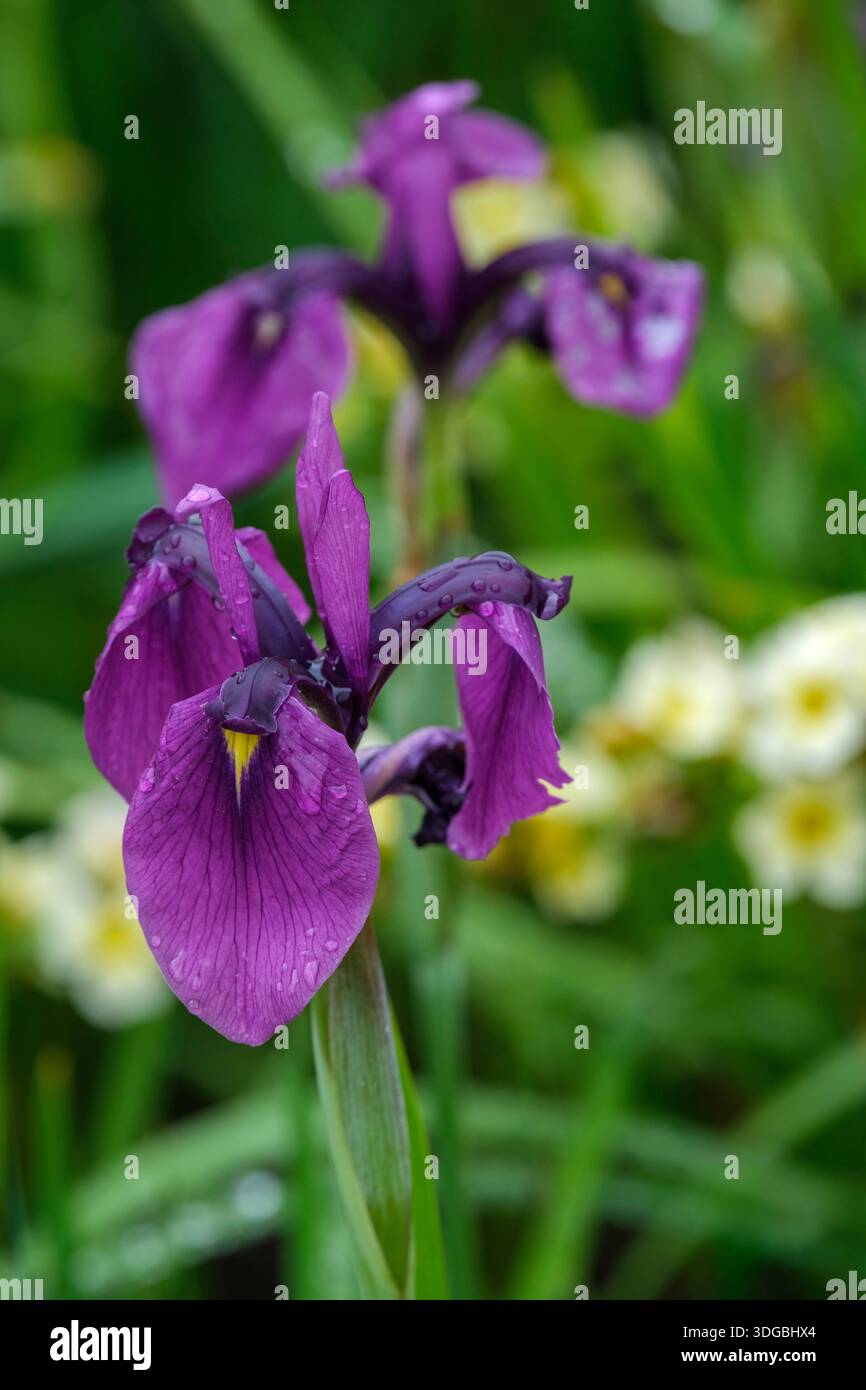 Iris ensata variegata, iris variegata d'eau japonais, feuilles gris-vert étroites rayées de fleurs blanc crème, violet foncé, tombe vives de grippe cerise Banque D'Images